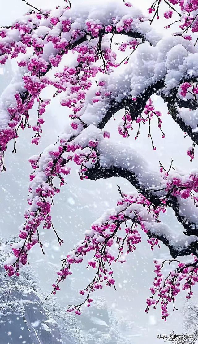 漫天雪花飘洒时，梅花选择诗意绽放，南方朋友永远体会不到