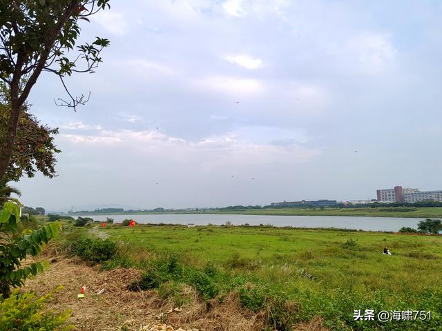 佛山三水芦苞花海生态公园