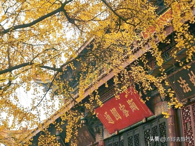 成都市区最美银杏都藏在这里，千年沉淀超级惊艳，公交车直达！