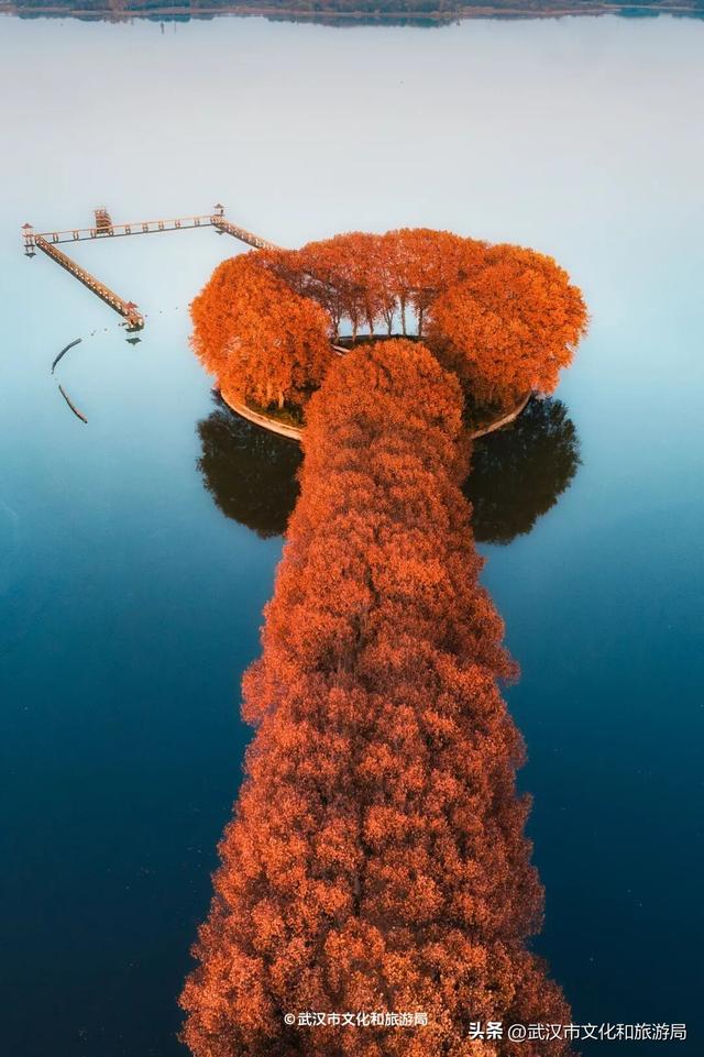 本周，武汉彩叶杀疯了！