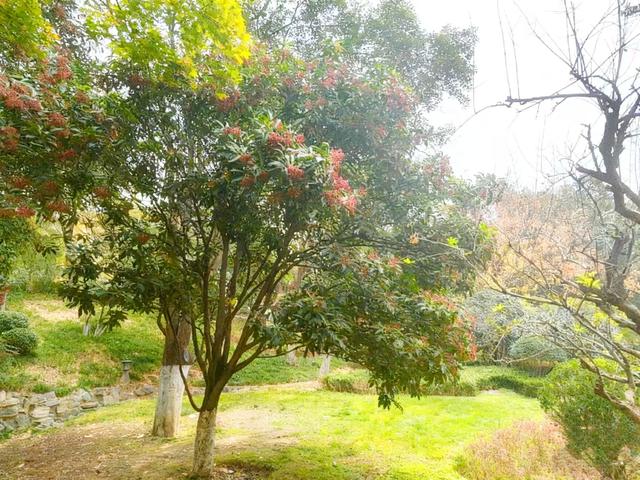 初冬限定之美——兴庆宫里的一步一景