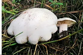 超市买到的口蘑并非蒙古口蘑，真正的蒙古口蘑快被人类采灭绝了！图片