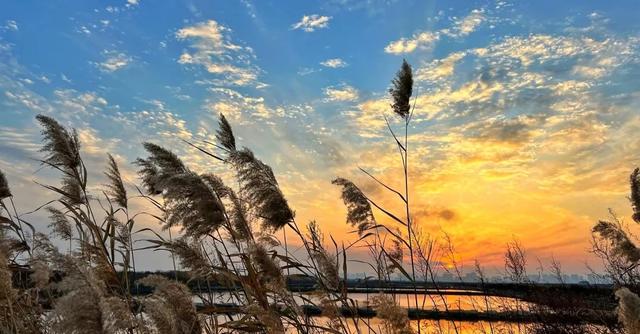 芦花飞雪！比人高+多机位！青岛氛围感芦苇荡初冬打卡地
