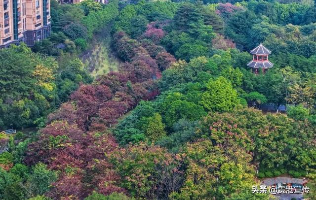 速收藏！贵港十二月赏花地图出炉，这些绝美机位拍出氛围感大片
