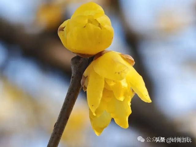 莫错过！西安周边10个公园的梅花暗香浮动，等着你去打卡观赏！