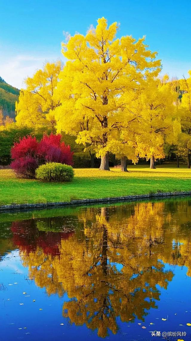 银杏将满树金黄泼洒向天空