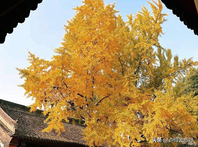 成都市区最美银杏都藏在这里，千年沉淀超级惊艳，公交车直达！
