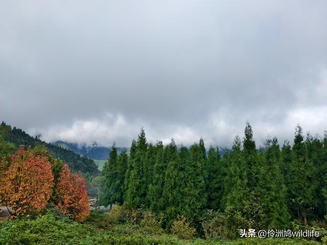 四川行(73)什邡红枫岭徒步到钟鼎寺