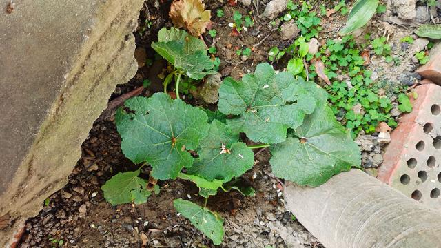 汉江野趣赋—陕西省安康市汉江探访四