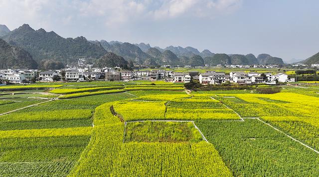 “冬日花海”引客来 万峰林景区6000多亩油菜花渐次开放