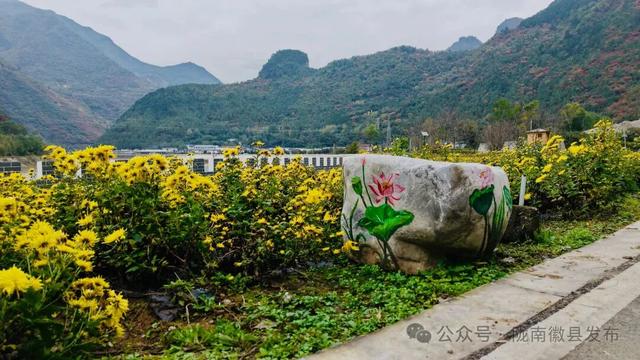 徽县嘉陵江畔菊花盛放 重阳佳节绘就金色画卷