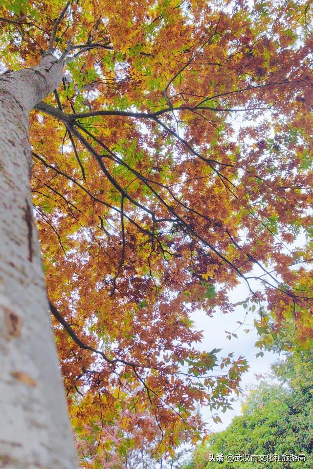 啊“秋”，彩林已上线，快收下这份斑斓！