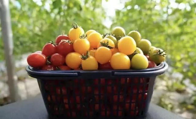 许昌周末漫游 | 把秋天装进篮子里：这份秋季采摘全攻略请收好！