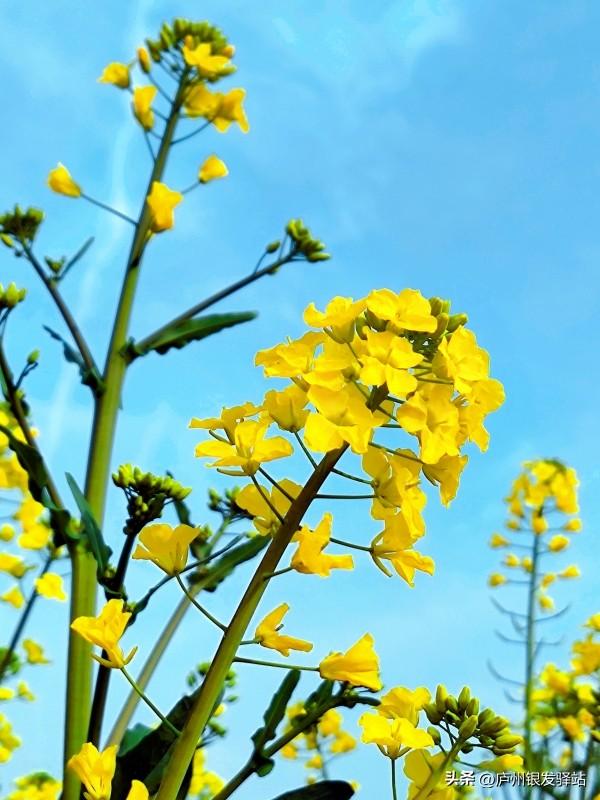 现场实拍！合肥老年人专属赏花地，随手拍都是春日大片！