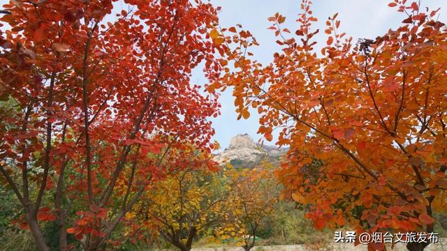 【乐游烟台】提前码住!烟台“红色浪潮”即将返场!