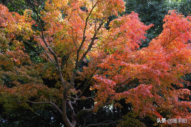 “枫”情万种，上海闵行红园枫叶色彩斑斓进入观赏季