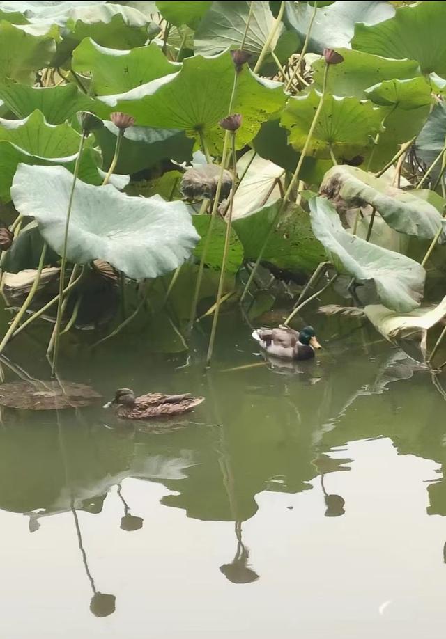 王林平随笔《古人对水域的诗情画意》