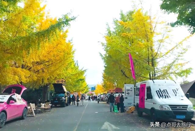 成都彭州被低估的场镇，3公里银杏长廊超级壮观，公交车直达！