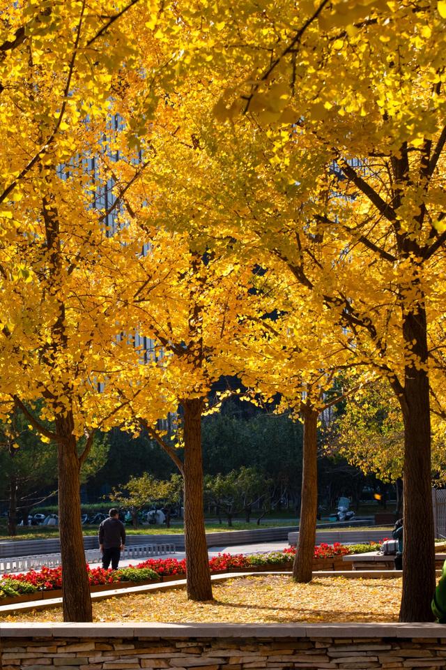 北京的秋天一定要奥林匹克森林公园！就是一场盛大的秋天盛宴