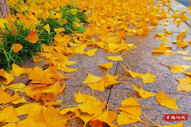 是心动啊~落叶缓扫 留住钢城限定版诗意