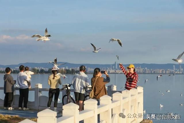 超详细攻略!在昆明官渡,与鸥共舞,六种玩法开启冬日漫游!