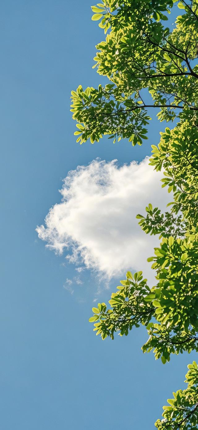 手机壁纸|美如画的自然风景