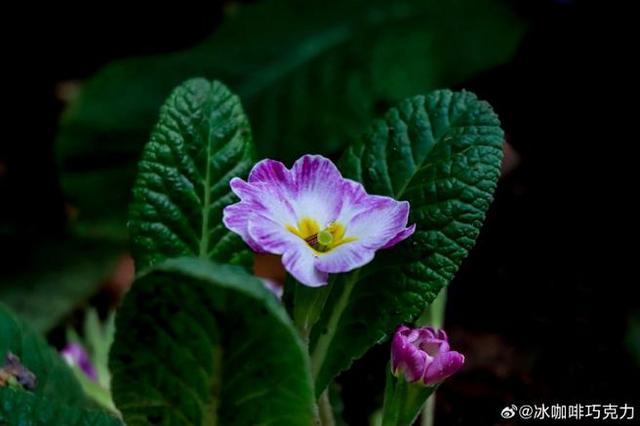 今日情感文章：如果有人心疼你的坚强，那一定是把你爱到了骨子里