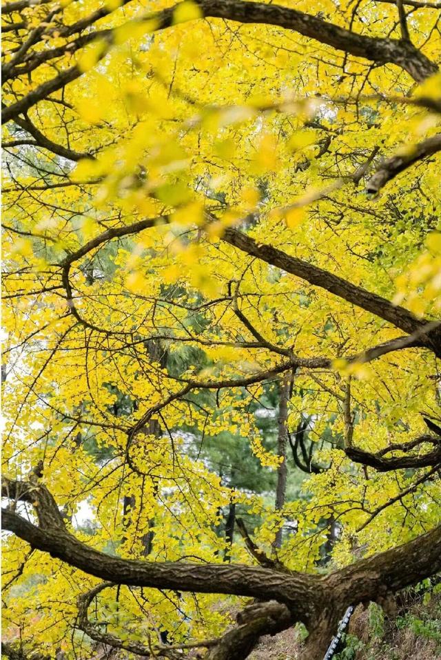 从街角到古村，一键解锁贵阳的秋日浪漫