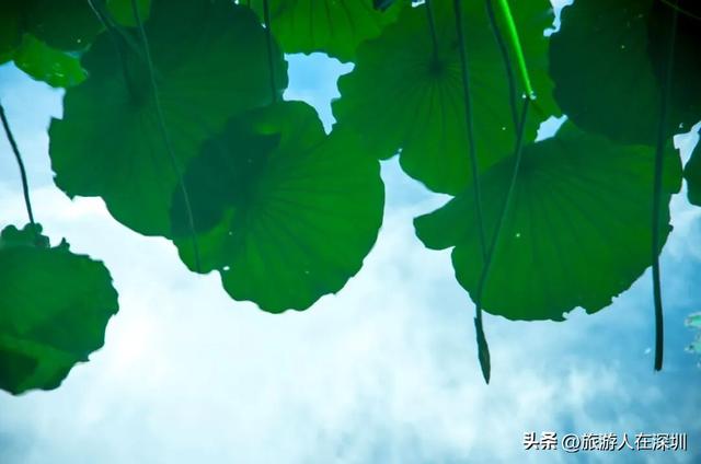 顺德逢简水乡游玩攻略，穿越百年水乡古村，邂逅岭南的诗意时光