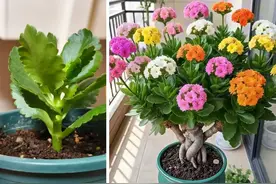 四川一姑娘，把3年前扦插的长寿花小苗，养成了老桩，繁花似锦图片