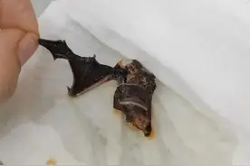 杨国福回应自热麻辣烫疑有小蝙蝠，曾被曝吃出过苍蝇、头发等异物图片