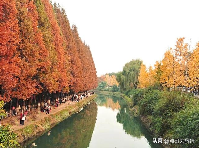 成都旅游真厉害，水杉红又被国际“种草”，这5处超级壮观！