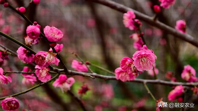 梅花迎冬开 美景入画来