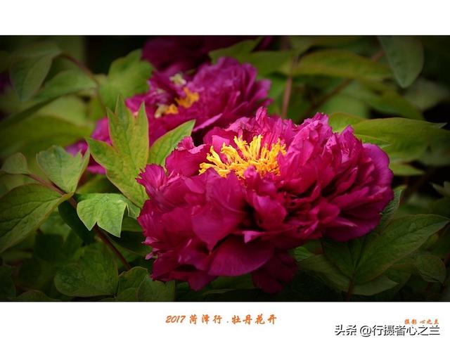 山东行游影记（69）—菏泽赏牡丹（一）