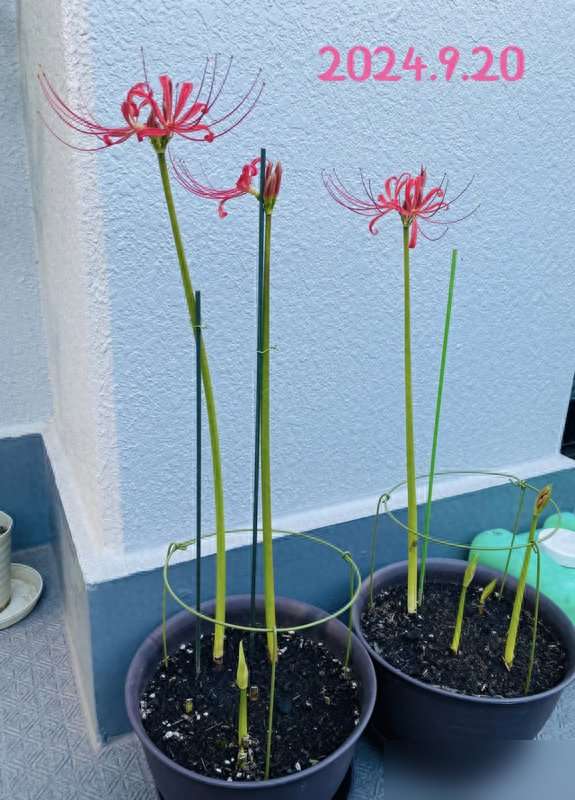阴花不能进阳宅！这5种花“打死”也不养，家里若有？快挪走！