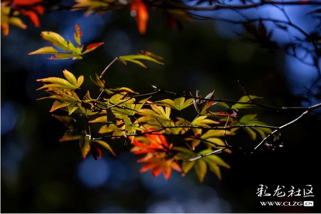 冬日里的红枫恋