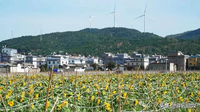 旅居祥云 | 青海湖畔40亩向日葵盛放,等你邂逅!