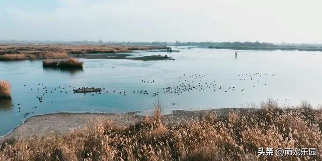 科克布云水库现热闹非凡，白天鹅悠闲游弋，大雁白鹭共舞水上芭蕾