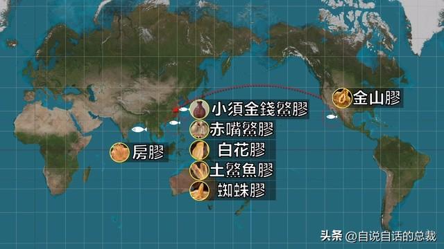 墨西哥花胶多少钱一克 2025年墨西哥花胶多少钱一克价格