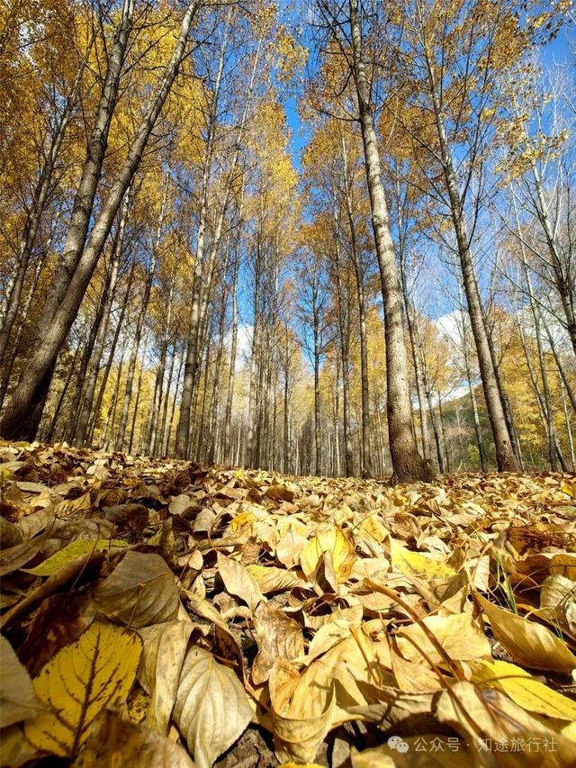 一年中最后一场华丽的秋色，鹤庆泸沽湖休闲5天游！11月底出发