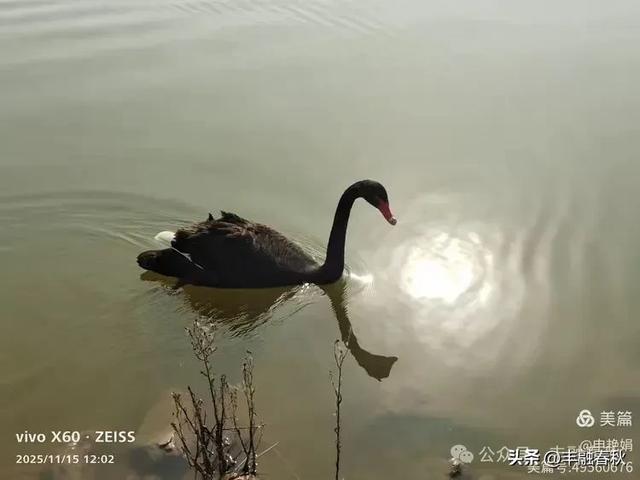 苇风载秋,鹤影映波——河北黄骅南大港湿地的初冬漫游| 申艳娟