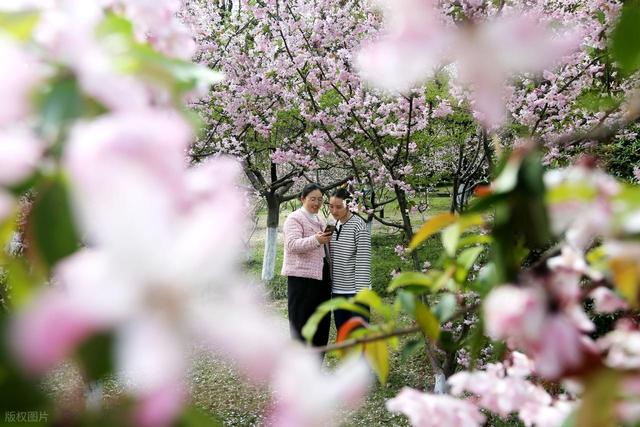 踏青赏花不负春光