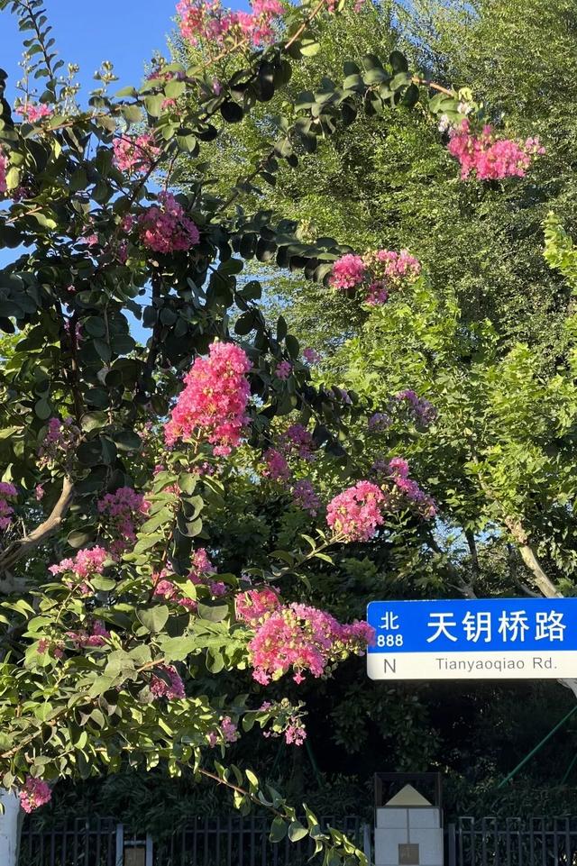 别再问去哪赏花了，徐汇这些地方已美翻！