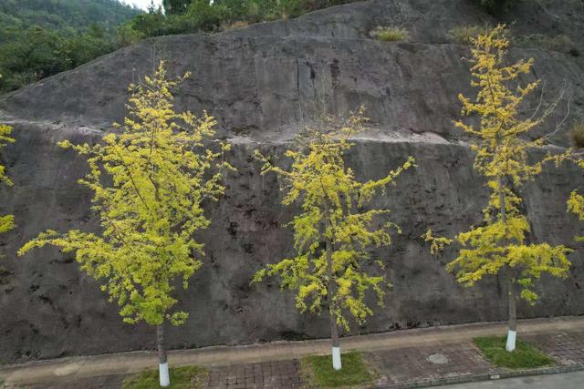 凯里版“黄金大道”将迎来观赏佳期 您的相机准备好了吗