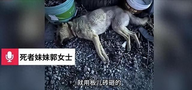 狗主人妻子态度大变！否认仗势欺人，称自己已放下，接受任何结果