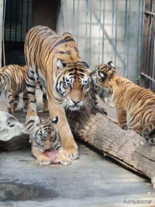 在保定，体验真实版“疯狂动物城”！