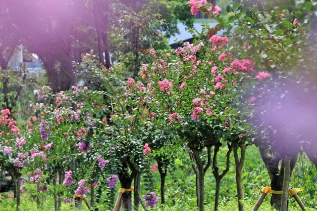 轨道直达！重庆“紫薇花瀑布”太浪漫了