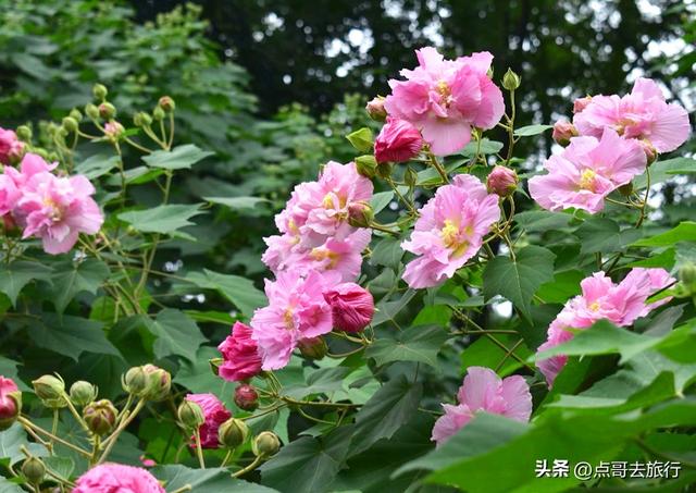 成都芙蓉花最新攻略，公交车直达，一处比一处惊艳，4处都免费！