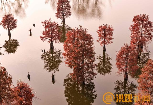 南昌水杉秘境，绝美！