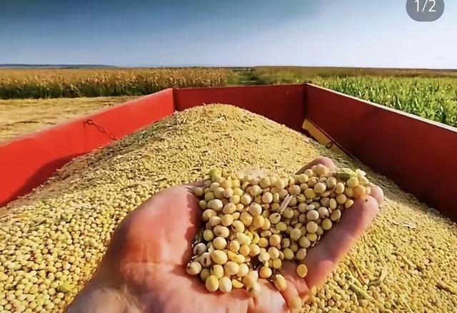 美大使通知中方，交出港口，否则后果自负，中国对美大豆采购停滞